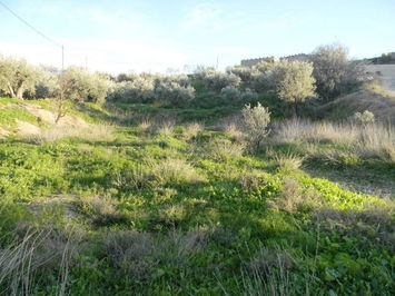 Land in Albox