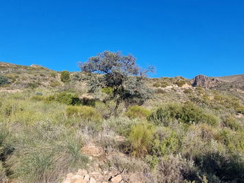 Land in Bédar