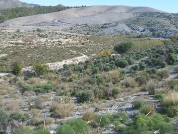 Land in Lorca